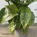 Aukuba japonská (Aucuba Japonica) ´CROTONIFOLIA´ - výška 45-55 cm, kont. C3L